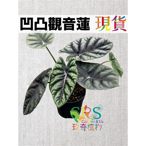 凹凸觀音蓮|凹凸鏡觀音蓮：神秘之花的魅力與養護指南 – 植物盆栽綠寶典